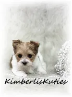 Little Harper, a female Papillon and Yorkshire Terrier for sale in Lipan, TX – 3 of 4