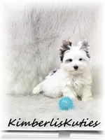 Dagger, a male Yorkshire Terrier for sale in Lipan, TX – 4 of 4