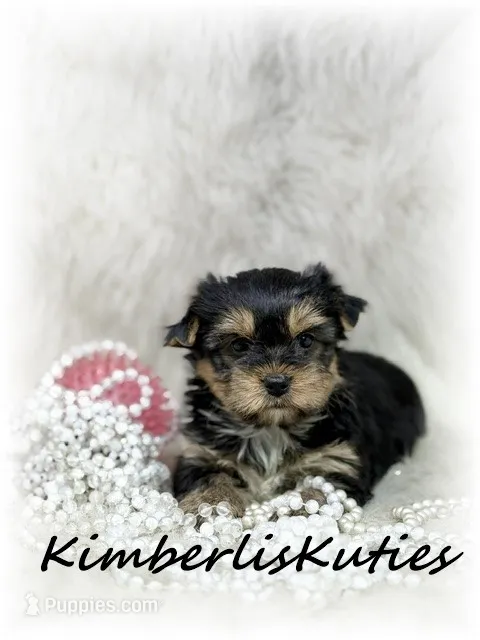 Blakley – Yorkshire Terrier puppy for sale in Lipan, TX