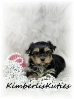 Blakley, a female Yorkshire Terrier for sale in Lipan, TX – 1 of 1