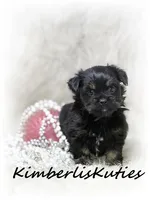 Brinley, a female Yorkipoo for sale in Lipan, TX – 3 of 4
