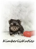 Little Phoenix, a male Yorkshire Terrier for sale in Lipan, TX – 1 of 2