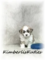 Nemo, a male Morkie for sale in Lipan, TX – 4 of 6