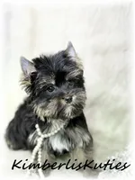 Bree, a female Yorkshire Terrier for sale in Lipan, TX – 2 of 2