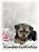 Mai, a female Yorkipoo for sale in Lipan, TX – 4 of 5