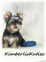 Spence, a male Yorkshire Terrier for sale in Lipan, TX – 2 of 3