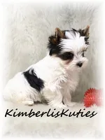 Buster, a male Yorkshire Terrier for sale in Lipan, TX – Photo 2 of 2