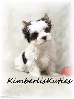 Buster, a male Yorkshire Terrier for sale in Lipan, TX – Photo 1 of 2