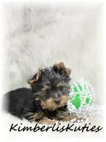 Gabby, a female Yorkshire Terrier for sale in Lipan, TX – 3 of 4