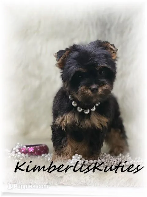 Gabby – Yorkshire Terrier puppy for sale in Lipan, TX