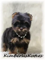 Gabby, a female Yorkshire Terrier for sale in Lipan, TX – Photo 3 of 4