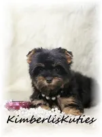 Gabby, a female Yorkshire Terrier for sale in Lipan, TX – Photo 4 of 4