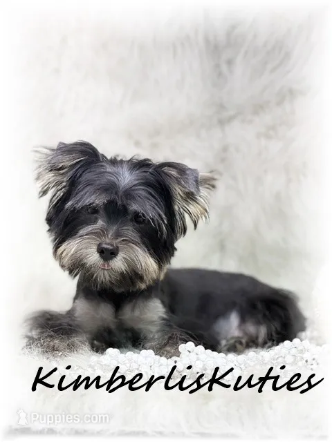 Brooklyn – Yorkshire Terrier puppy for sale in Lipan, TX
