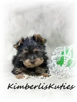 Gabby, a female Yorkshire Terrier for sale in Lipan, TX – 4 of 4