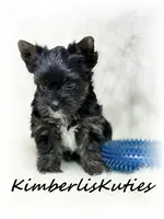 Beau, a male Yorkshire Terrier for sale in Lipan, TX – 4 of 5