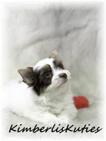 Sammie, a male Yorkshire Terrier for sale in Lipan, TX – 4 of 4