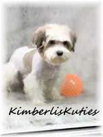 Nemo, a male Morkie for sale in Lipan, TX – 5 of 5