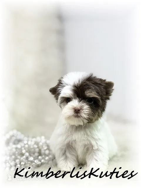 Pixie – Yorkshire Terrier puppy for sale in Lipan, TX
