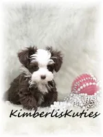 Tiny Wren, a female Yorkipoo for sale in Lipan, TX – Photo 2 of 3