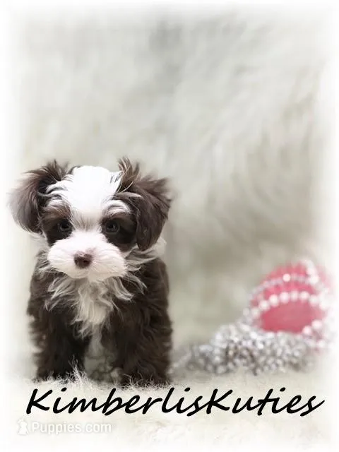 Tiny Wren – Yorkipoo puppy for sale in Lipan, TX