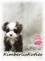 Tiny Wren, a female Yorkipoo for sale in Lipan, TX – Photo 1 of 3