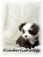 Tiny Wren, a female Yorkipoo for sale in Lipan, TX – Photo 3 of 3