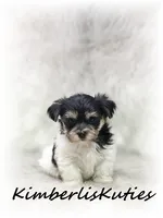 Miles, a male Yorkipoo for sale in Lipan, TX – 4 of 7