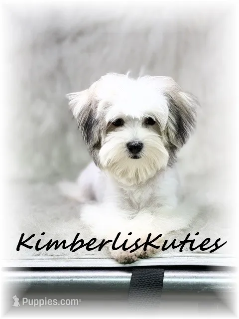 Paxton – Morkie puppy for sale in Lipan, TX