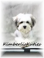 Paxton, a male Morkie for sale in Lipan, TX – 1 of 4