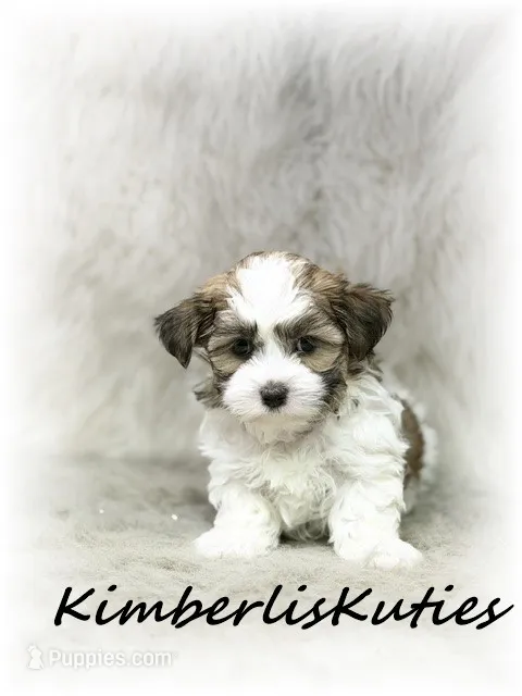 Nitro – Morkie puppy for sale in Lipan, TX