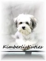 Paxton, a male Morkie for sale in Lipan, TX – 3 of 4