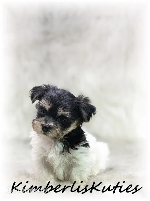 Miles – Yorkipoo puppy for sale in Lipan, TX