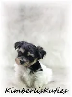 Miles, a male Yorkipoo for sale in Lipan, TX – 7 of 7