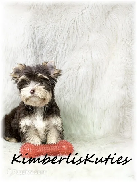 Seth – Yorkshire Terrier puppy for sale in Lipan, TX