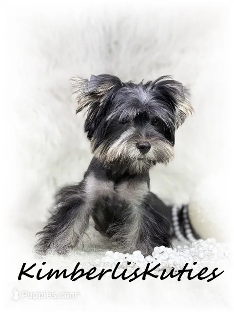 Brooklyn – Yorkshire Terrier puppy for sale in Lipan, TX