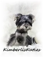 Brooklyn, a female Yorkshire Terrier for sale in Lipan, TX – 2 of 3