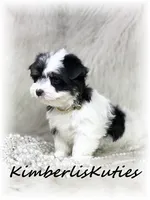 Sage, a female Yorkshire Terrier for sale in Lipan, TX – 4 of 7