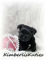 Bendy, a female Yorkipoo for sale in Lipan, TX – 1 of 3