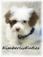 Millo , a male Yorkipoo for sale in Lipan, TX – 4 of 5