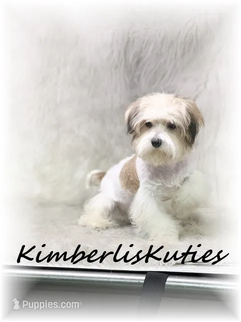 Nemo – Morkie puppy for sale in Lipan, TX