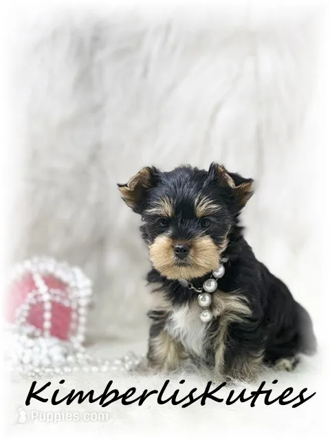 Sage – Yorkshire Terrier puppy for sale in Lipan, TX