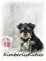 Sage, a female Yorkshire Terrier for sale in Lipan, TX – 1 of 3