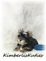 Sloane, a male Yorkshire Terrier for sale in Lipan, TX – 4 of 4