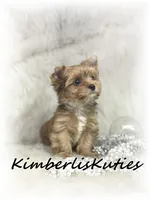 Remi, a female Yorkshire Terrier for sale in Lipan, TX – 2 of 5