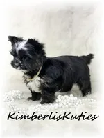 Montana, a female Yorkshire Terrier for sale in Lipan, TX – 5 of 6
