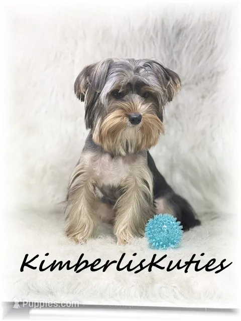 Spence – Yorkshire Terrier puppy for sale in Lipan, TX