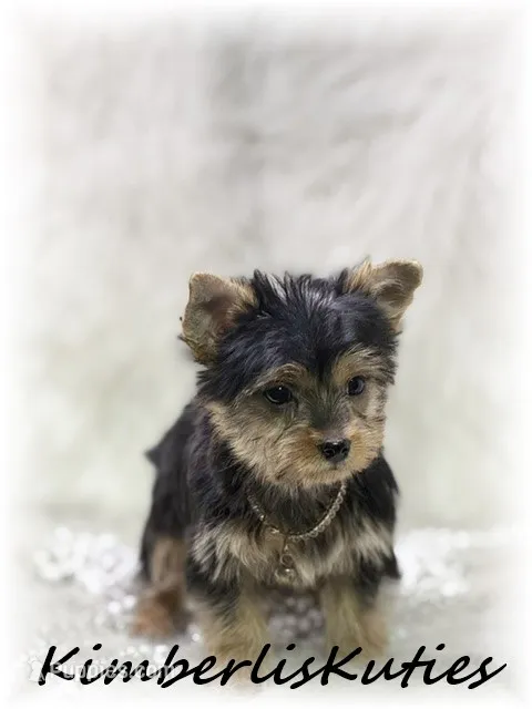 Khloe, a female Yorkshire Terrier for sale in Lipan, TX – 1 of 6