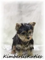 Khloe, a female Yorkshire Terrier for sale in Lipan, TX – 1 of 6