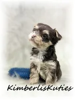 Seth, a male Yorkshire Terrier for sale in Lipan, TX – 3 of 3