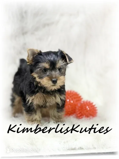 Koda – Yorkshire Terrier puppy for sale in Lipan, TX